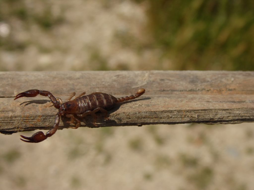 Da Corf: Euscorpius sp.